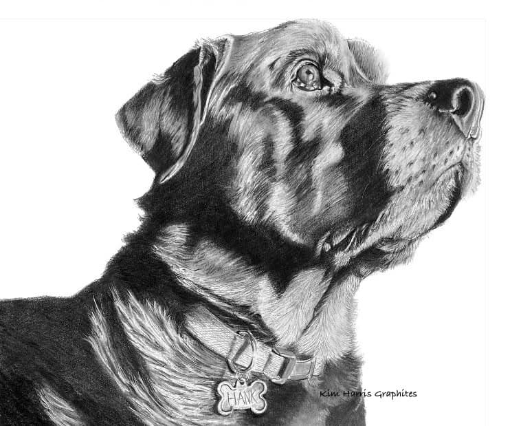 Graphite pet portrait by Kim Harris