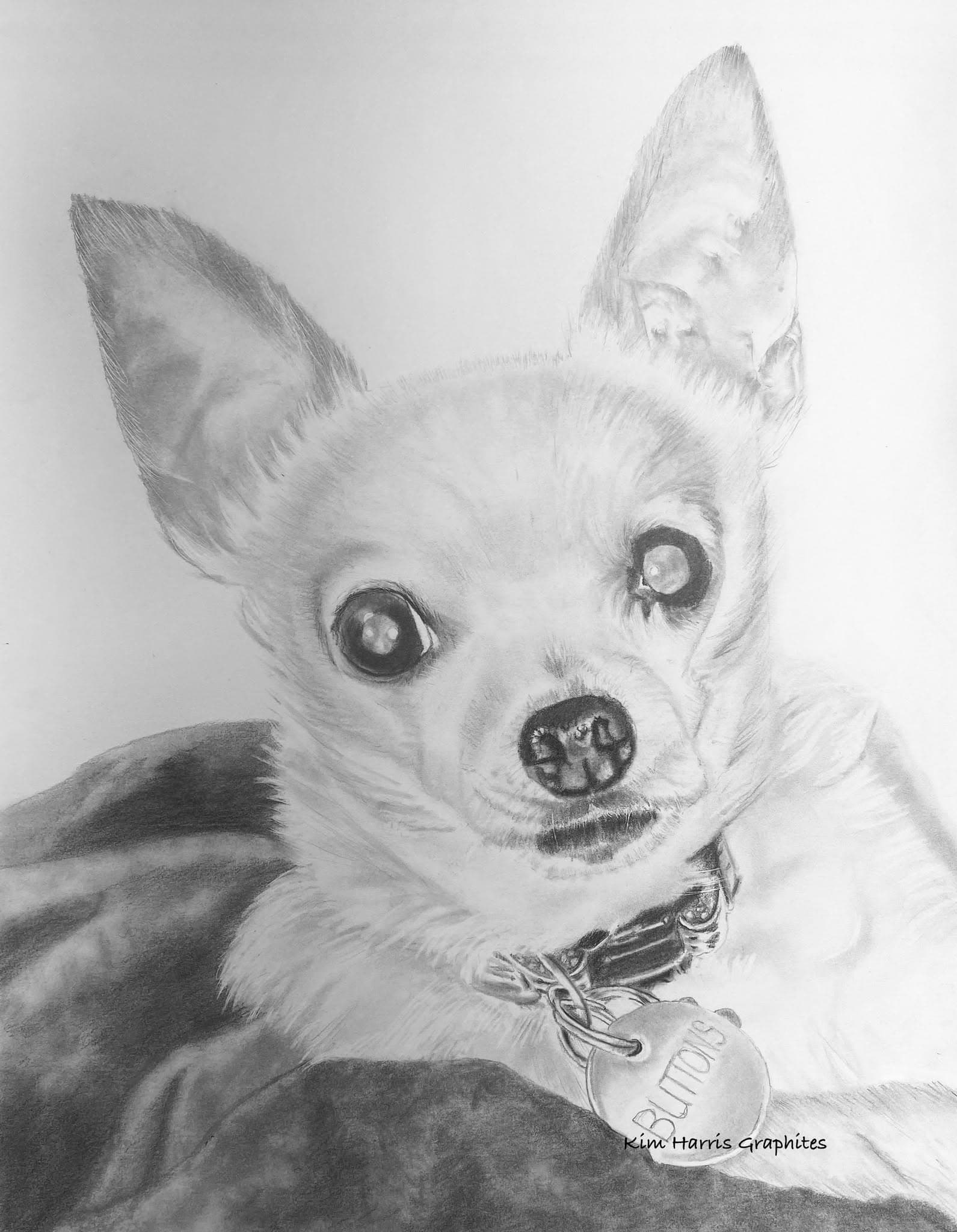 Graphite pet portrait by Kim Harris