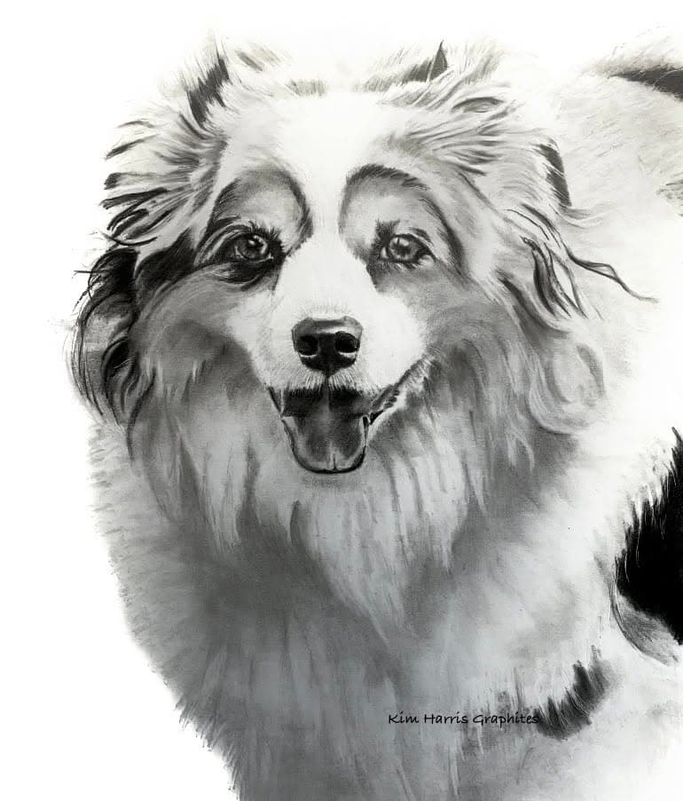 Graphite pet portrait by Kim Harris