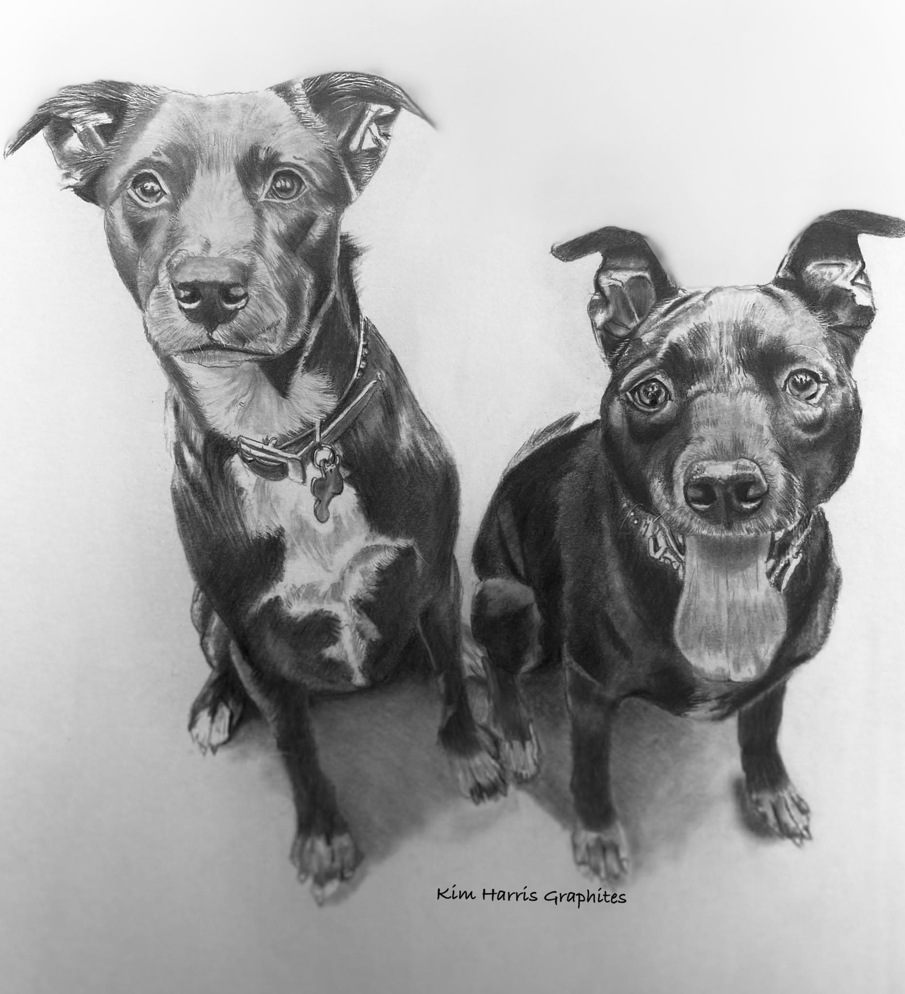 Graphite pet portrait by Kim Harris
