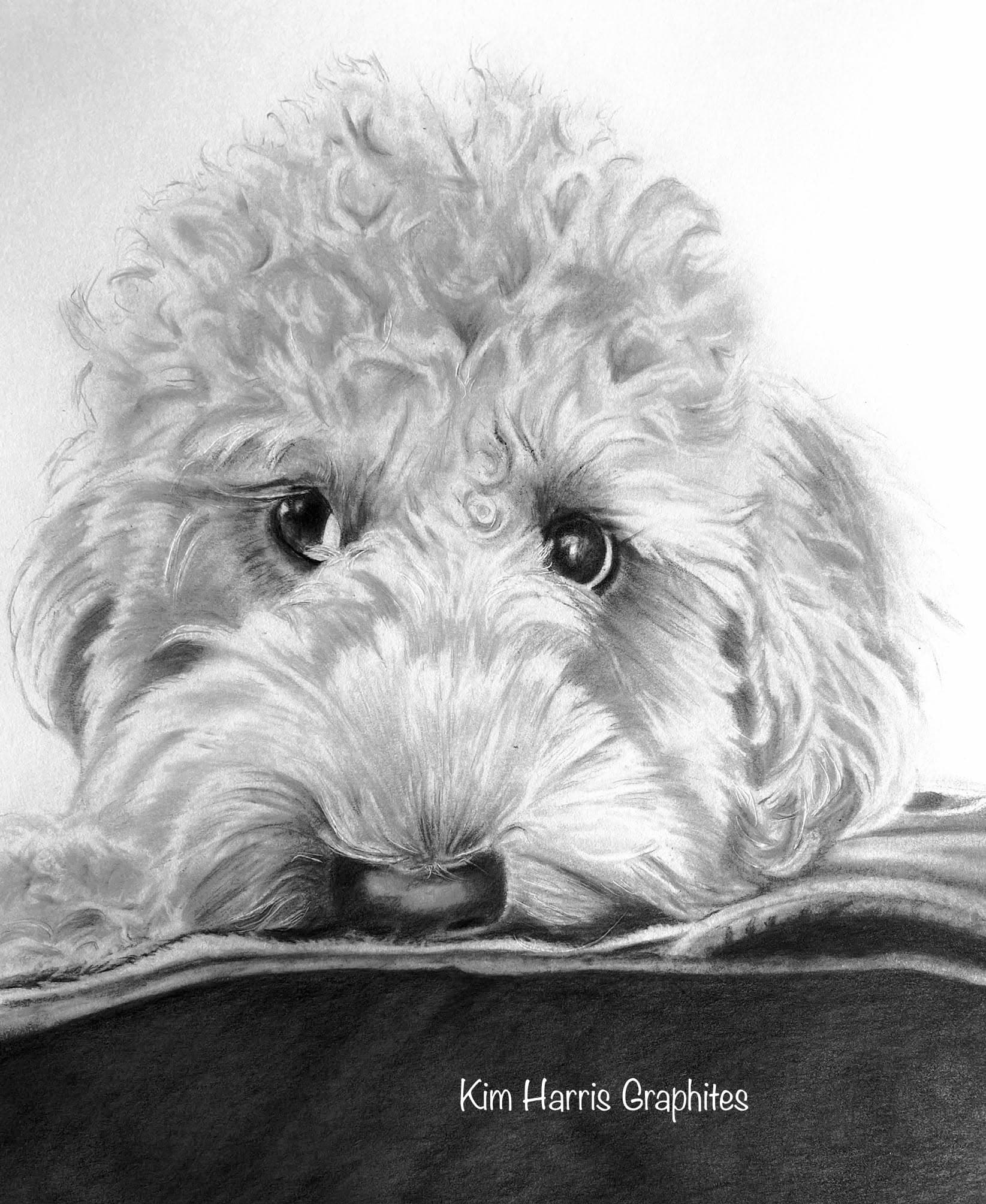 Graphite pet portrait by Kim Harris
