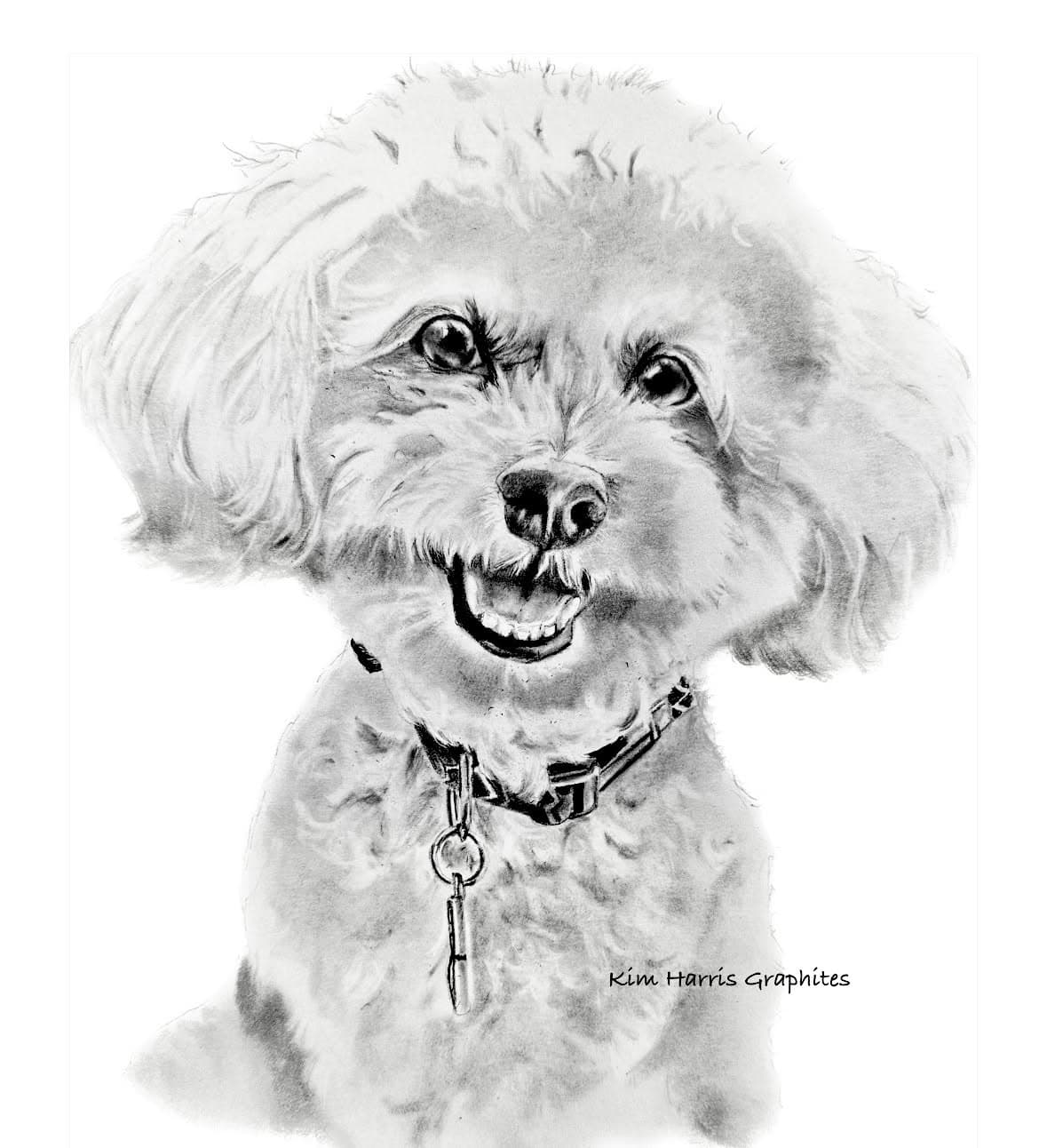Graphite pet portrait by Kim Harris
