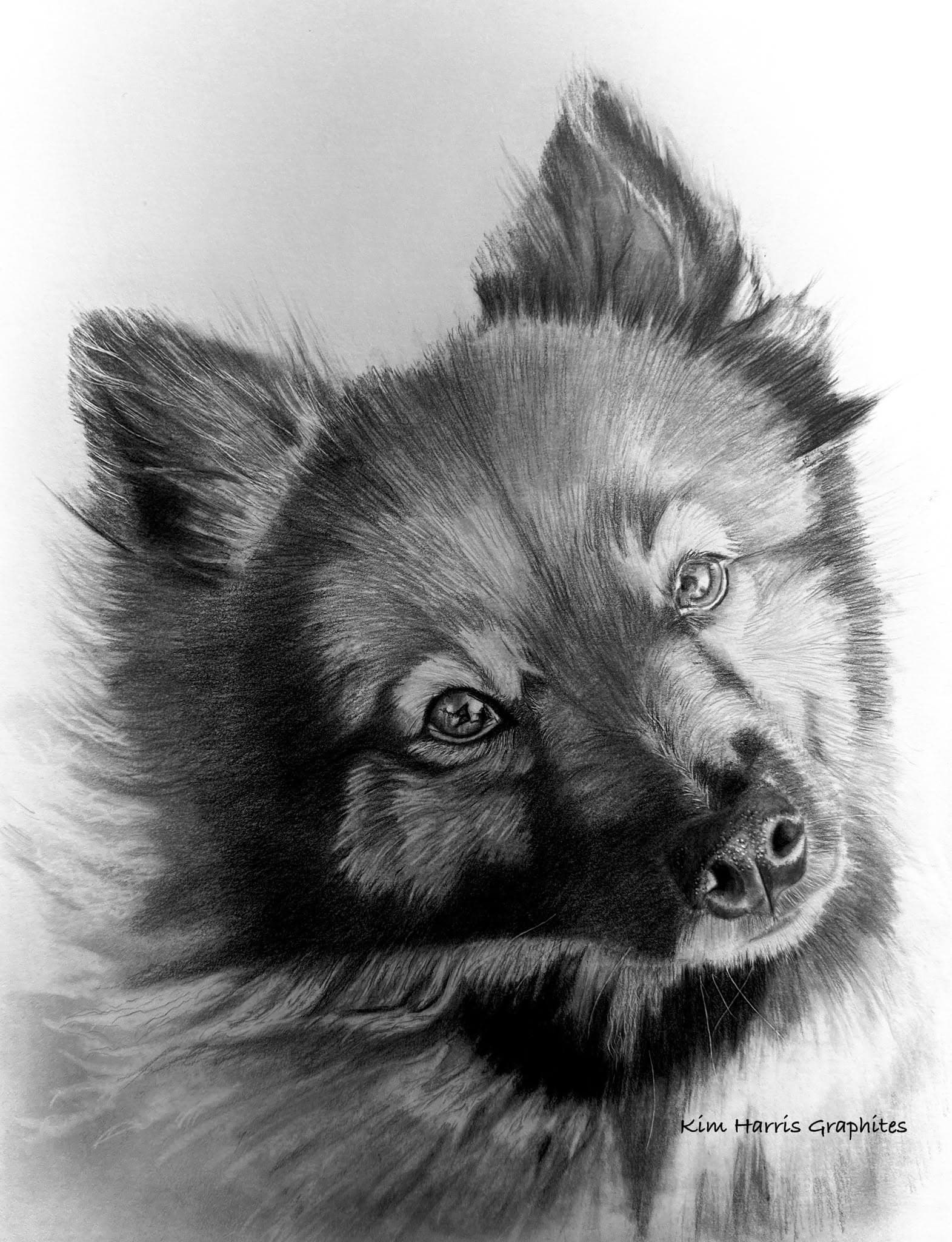 Graphite pet portrait by Kim Harris