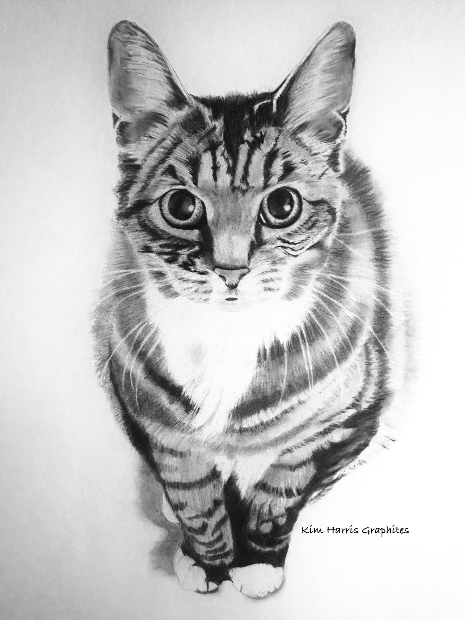 Graphite pet portrait by Kim Harris