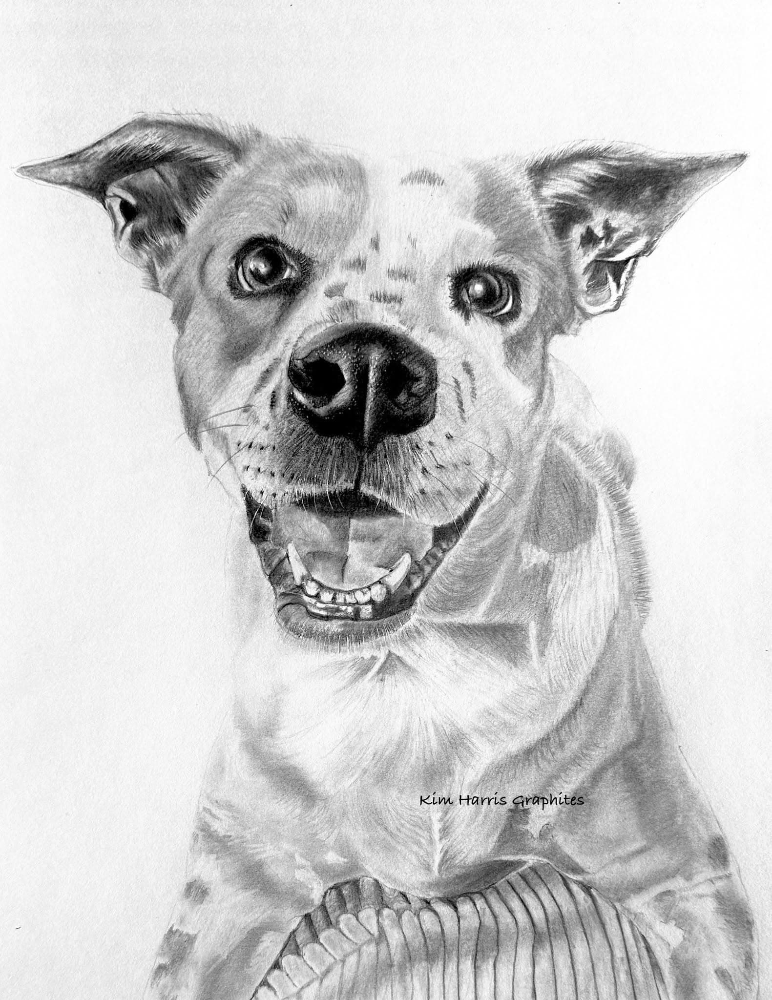 Graphite pet portrait by Kim Harris